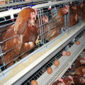 Pullet Cage Layer Cage der Leon-Serie in Kenia